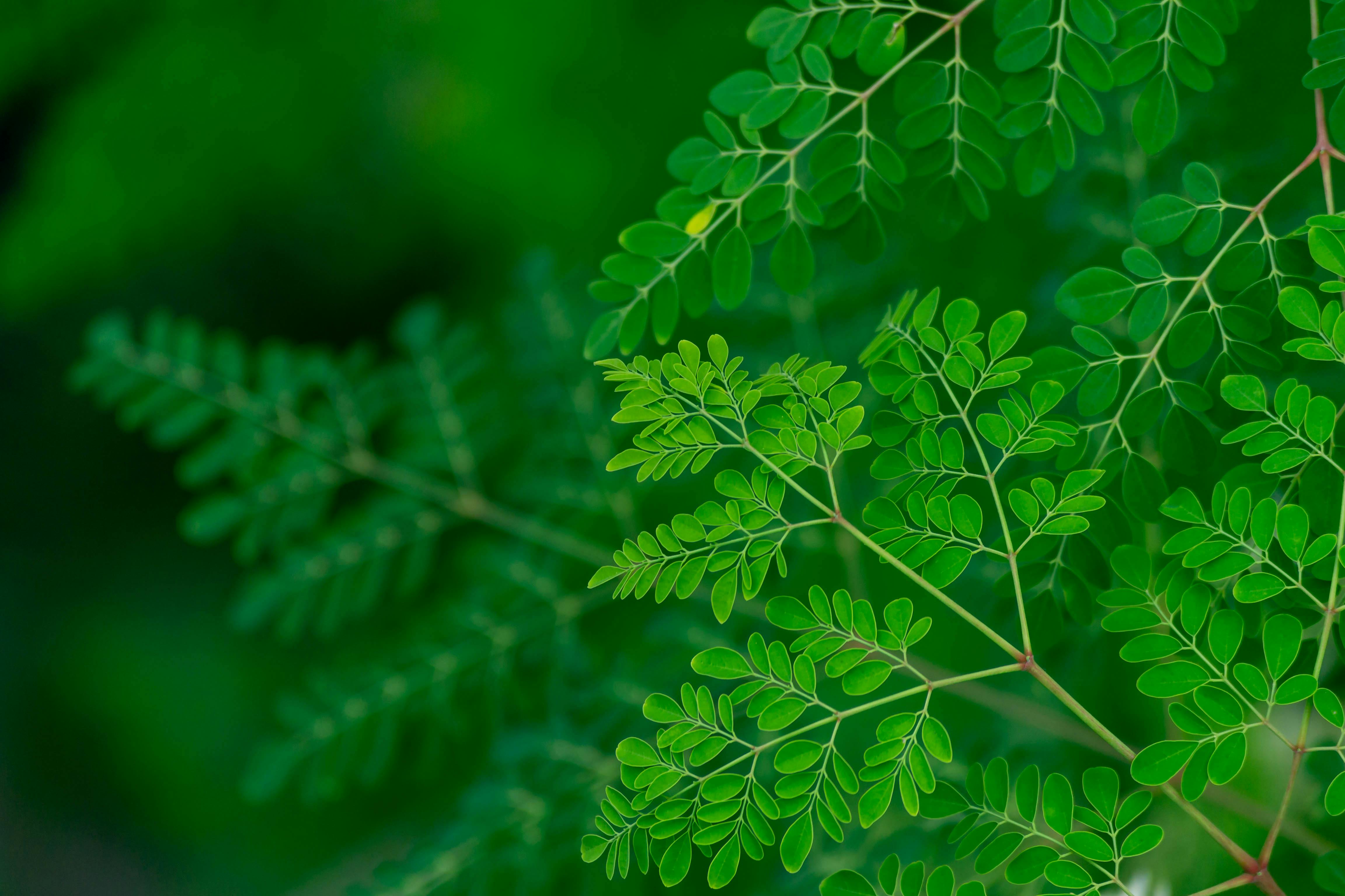 Moringa Tree