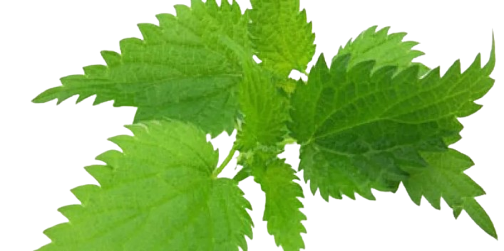 Nettle